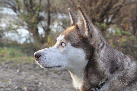 dog in the fog