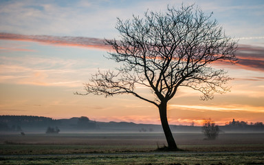 winter tree