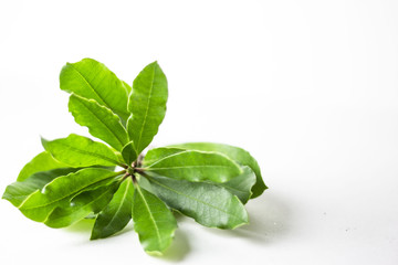 Obraz premium Green leaves isolated on white background