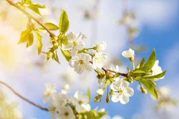 Tableaux sur verre Fleur de cerisier Art de fond de printemps avec fleur de cerisier blanc