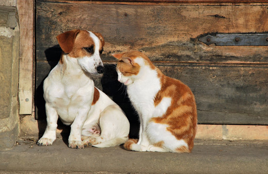 Cat And Dog Outside The Cottage In A Farm In Umbria, Italy