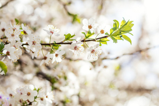 Spring background art with white cherry blossom. Beautiful nature scene with blooming tree. Sunny day. Spring flowers. Beautiful orchard. Abstract blurred background. Shallow depth of field.