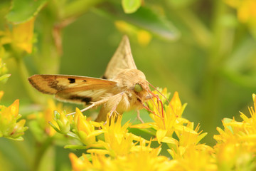 A moth, close-up