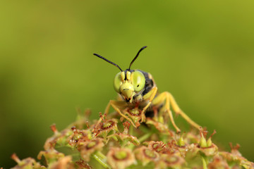 A wasp, close-up