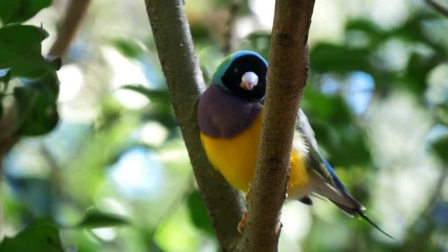 close up of a male gouldian finch perched on a branch