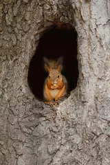 Tuinposter Red squirrel in a hollow on a tree © Miramiska