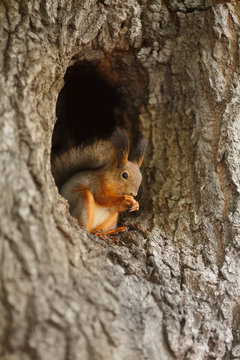 Red Squirrel In A Hollow On A Tree