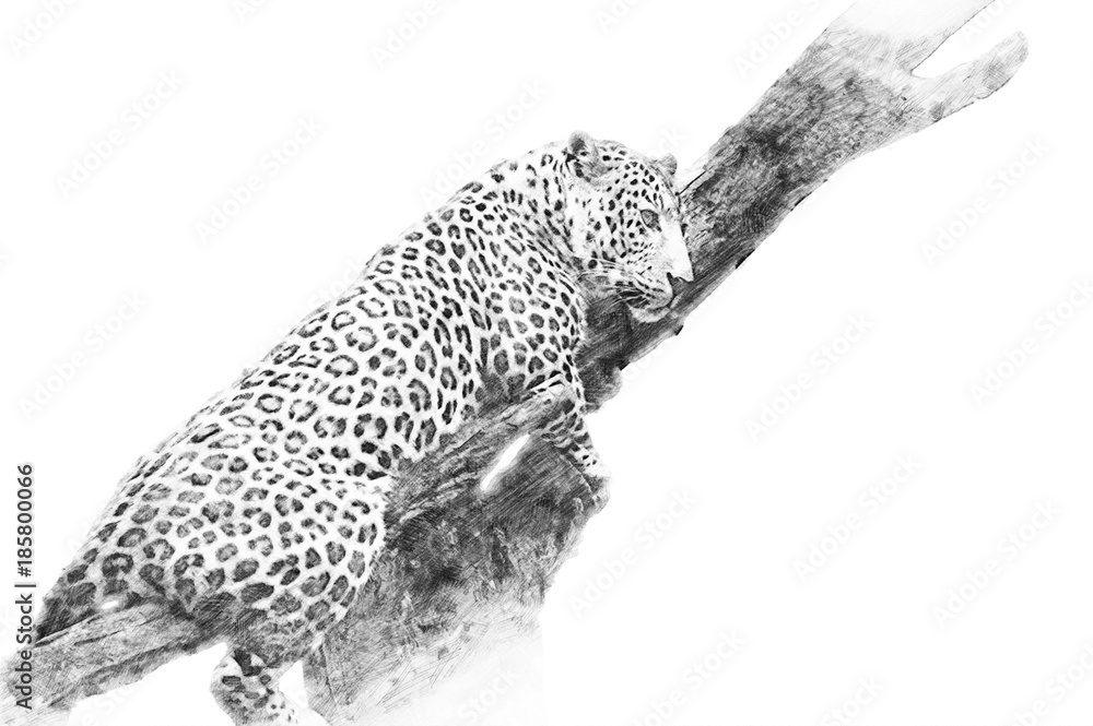 Wall mural Leopard. Sketch with pencil