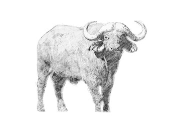 Buffalo. Sketch with pencil