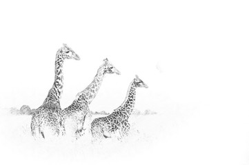 Fototapeta premium Żyrafa. Szkic ołówkiem