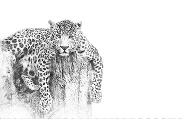 Leopard. Sketch with pencil