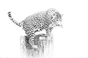 Leopard. Sketch with pencil