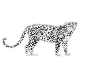 Leopard. Sketch with pencil