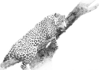 Obraz premium Leopard. Sketch with pencil