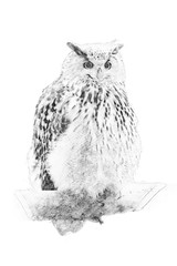 Owl. Sketch with pencil