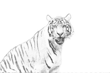 Tiger. Sketch with pencil