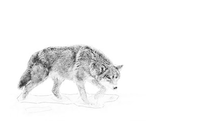 Wolf. Sketch with pencil