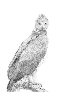 Eagle. Sketch with pencil