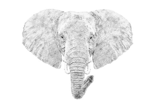 Elephant. Sketch with pencil