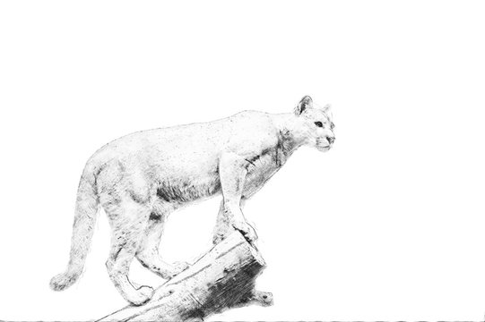 Ilustrace „Puma. Sketch with pencil“ ze služby Stock | Adobe Stock
