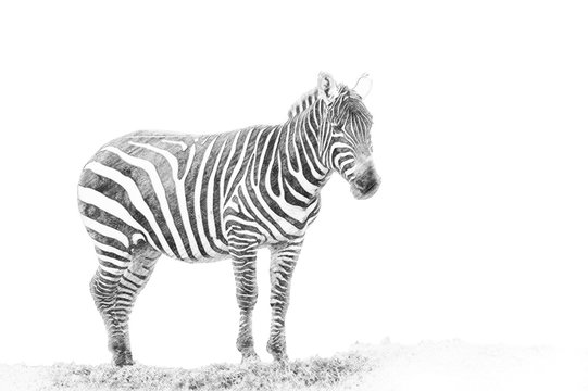 Zebra. Sketch With Pencil