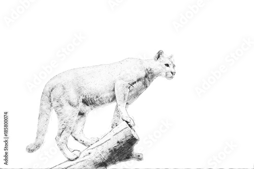 "Puma. Sketch with pencil" Stock photo and royalty-free images on