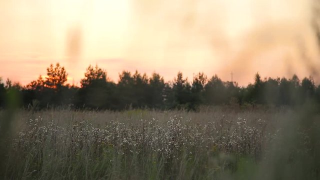 field and forest on background of evening sunset pink
