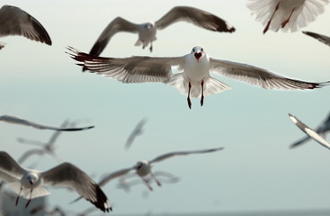 Seagulls flying in the sky ( Science name is Charadriiformes Laridae ). Selective focus and shallow depth of field.