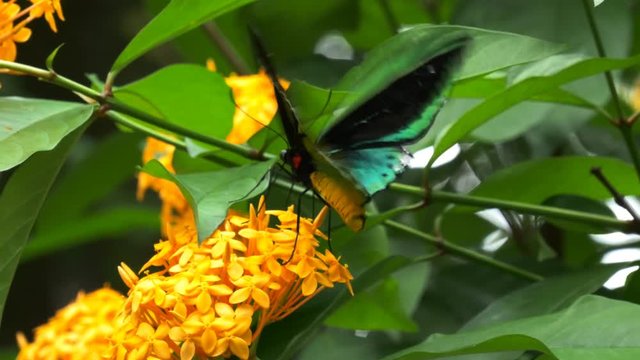 close up of a male green birdwing butterfly feeding on a yellow ixoria flower