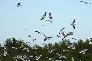 Flock of seagulls flying in the blue sky ( Science name is Charadriiformes Laridae ). Selective focus and shallow depth of field.