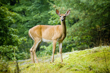 Naklejka na ściany i meble Deer standing in clearing in forest