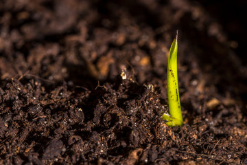 Young growing plant sprout