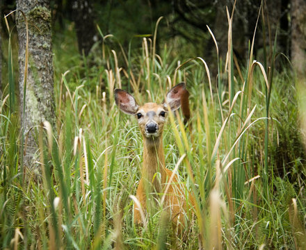 Deer standing in long grass