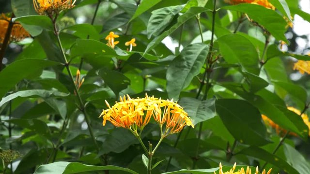 close up of a female green birdwing butterfly feeding on a yellow ixoria flower