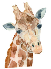 Watercolor Portrait of a giraffe © filipok1988