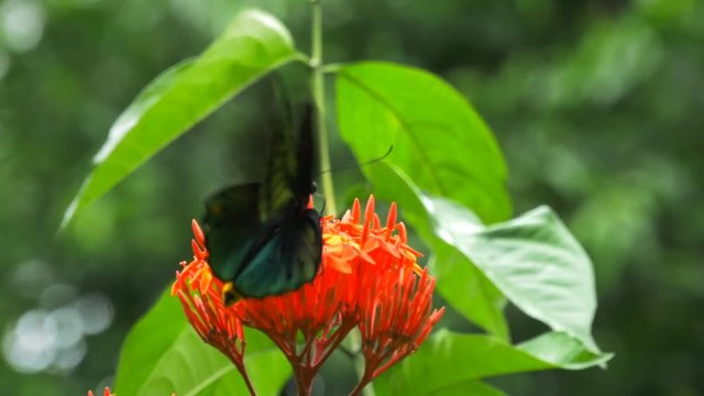 close up of a male green birdwing butterfly feeding on a red ixoria flower