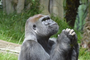 gorilla