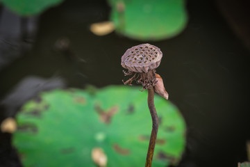 Dry lotus flower