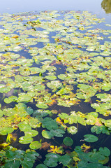 green water lily leaves in forest pond. background, nature.