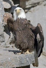 Stellers sea eagle. Latin name - Haliaeetus pelagicus 