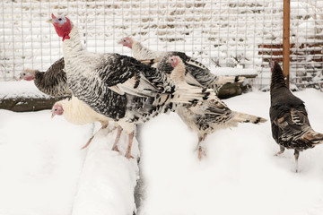 Gobbler. A pack of turkeys in the farmyard yard. Winter snow. The concept of tasty and healthy...