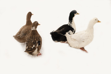 A herd of ducks in the farmyard yard. Winter snow. The concept of tasty and healthy ecological food produced in the farm.