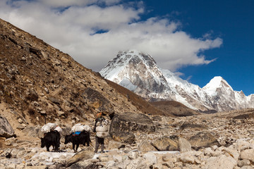 View from the mountain near Lobuche to Lhotse and Nuptse - Nepal, Himalayas