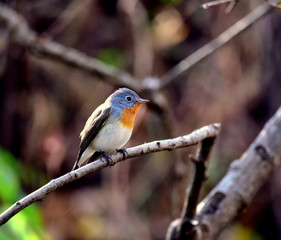 Obraz premium red breasted flycatcher