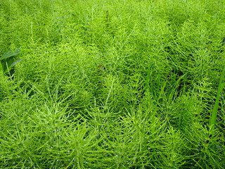 雨上がりのスギナ
