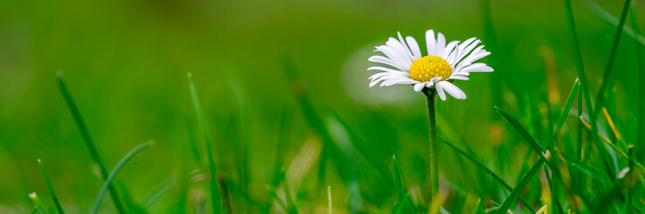 Obraz premium Daisy Flower Panorama