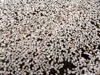 水に浮かぶ桜の花びら