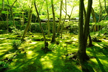 京都嵐山祇王寺の青もみじと苔