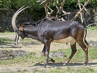 Sable antelope male. Latin name - Hippotragus niger