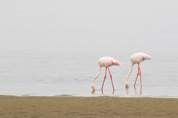 Two greater flamingos feeding at Walvis Bay Lagoon, Namibia